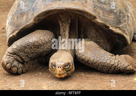 Riesenschildkröte, endemisch auf den zu Ecuador gehörenden Galapagos-Inseln im Pazifik Stock Photo