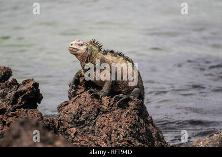 Marina iguana at Galapagos islands, Ecuador Stock Photo