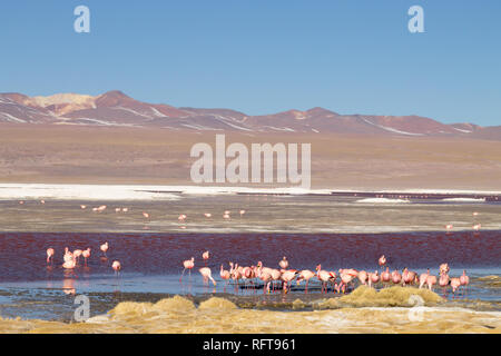 Laguna Colorada flamingos, Bolivia. Puna flamingo. Andean wildlife. Red lagoon Stock Photo