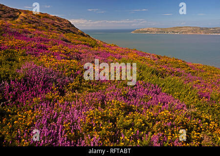 Bell heather and Western gorse looking across Conwy Bay, from Sychnant Pass above Conwy, North Wales, United Kingdom, Europe Stock Photo