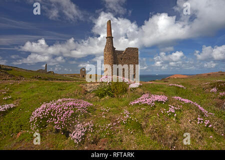Thrift growing around the ruins of Wheal Owles tin mine on the cliff tops near Botallack, Cornwall, England, United Kingdom, Europe Stock Photo
