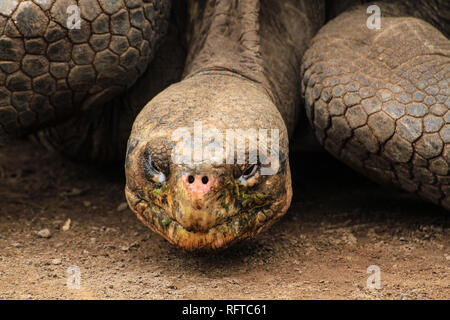 Riesenschildkröte, endemisch auf den zu Ecuador gehörenden Galapagos-Inseln im Pazifik Stock Photo