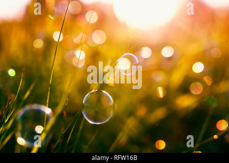 beautiful natural with summer clear green meadow and soap bubbles brightly shimmer and lie on the orange sunset background Stock Photo