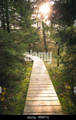 Wooden walkway path in a beautiful green fir forest with sun behind the trees Stock Photo