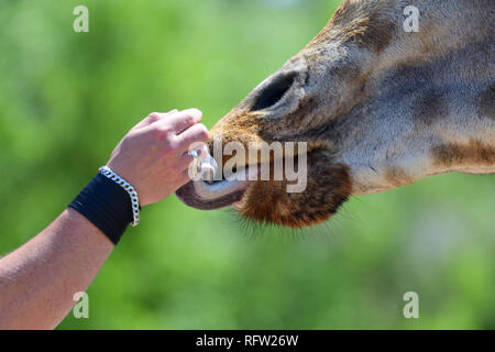 Close up head shot of a kordofan giraffe (giraffa camelopardalis antiquorum) being hand fed by a tourist in a zoo Stock Photo