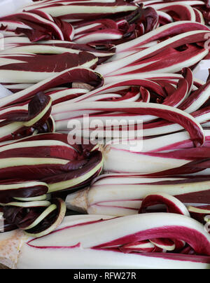 red chicory also called RADICCHIO TARDIVO in Italian Language for sale at greengrocer shop Stock Photo