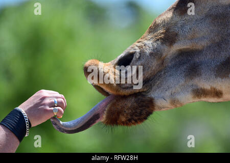 Close up head shot of a kordofan giraffe (giraffa camelopardalis antiquorum) being hand fed by a tourist in a zoo Stock Photo