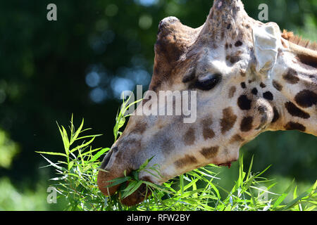 Head shot of a kordofan giraffe (giraffa camelopardalis antiquorum) eating leaves Stock Photo