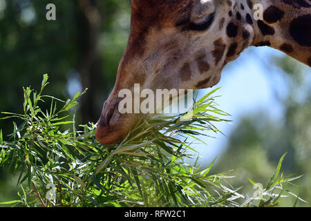 Head shot of a kordofan giraffe (giraffa camelopardalis antiquorum) eating leaves Stock Photo