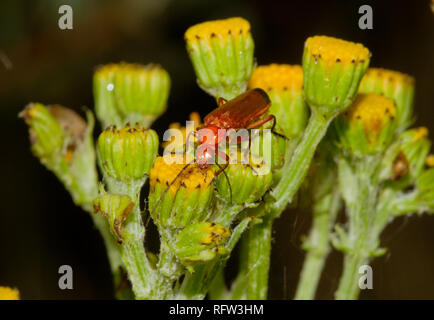 Red soldier beetle feeding on Ragwort flowers Stock Photo