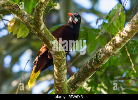 A Montezuma Oropendola (Psarocolius montezuma) perched on a branch. Costa Rica, Central America. Stock Photo