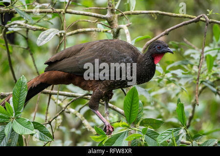 A Crested Guan (Penelope purpurascens) in tropical forest. Costa Rica, Central America. Stock Photo