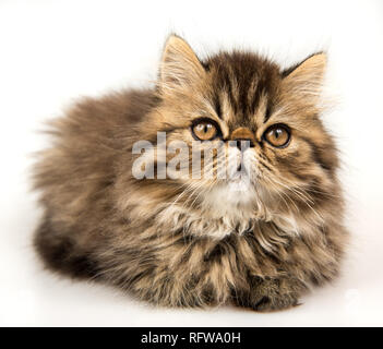 Beautiful Persian kitten cat marble color coat Stock Photo Alamy