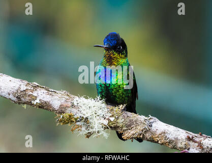 A Fiery-throated Hummingbird (Panterpe insignis) perched on a branch. Costa Rica, Central America. Stock Photo