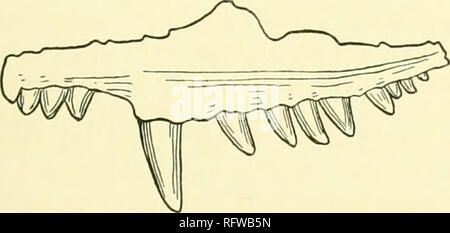 . Carnegie Institution of Washington publication. SYSTEMATIC REVISION OF THE SUBORDER. 67 A photograph of this specimen kindly sent me by Dr. Schuchert, the Director of the Yale Museum, shows that this is a typical Duuetrodon jaw. The species is indeterminate. The other specimens described from the same region by Marsh belong to the Diadectido' and the Stegocephalia as previously mentioned by Baur and Case. Geosaurus (?) cynodus Gervais. Zoologie et Paleontologie Centrales. Premiere Serie, Paris, 1867-'6g, pp. 220-221, figs. 29, 30. Type: The fragment of an upper jaw of the left side. From Moi Stock Photo
