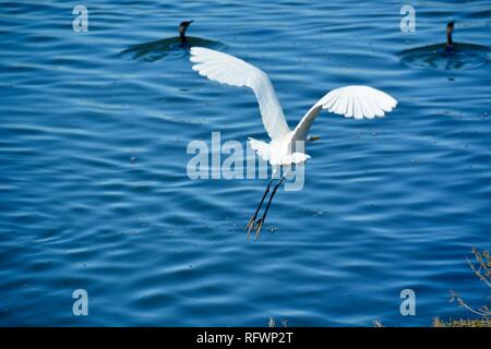 A Great Egret flying over water. Note its beautiful white plumage, black legs and feet trailing behind him. Huntington Beach, CA. January 2019. Stock Photo