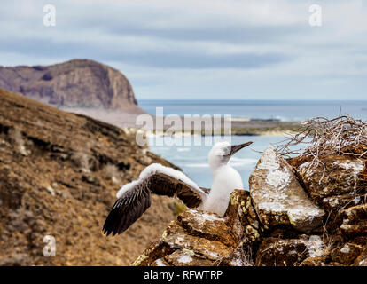 Blue-footed booby juvenile (Sula nebouxii), Punta Pitt, San Cristobal (Chatham) Island, Galapagos, UNESCO World Heritage Site, Ecuador, South America Stock Photo