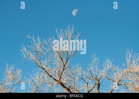 Winter Cottonwood tree (Populus deltoids) with waning moon in morning sky at Valle de Oro National Wildlife Refuge in Albuquerque, New Mexico, USA Stock Photo