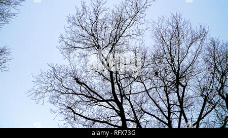 The tangled branches of leafless tree in winter set against a bright blue sky background. Stock Photo