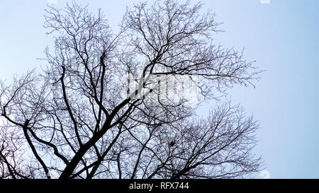 The tangled branches of leafless tree in winter set against a bright blue sky background. Stock Photo