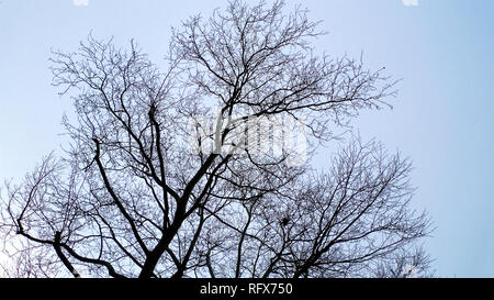 The tangled branches of leafless tree in winter set against a bright blue sky background. Stock Photo