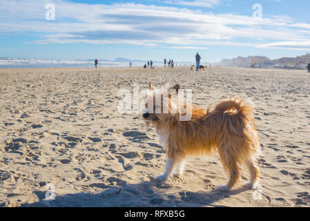 One little cute hairy brown dog mongrel mixed breed standing still on a sandy beach on a sunny day Stock Photo