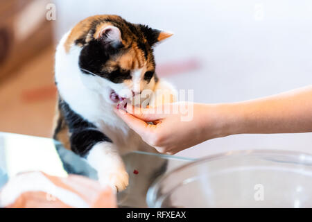 Calico cat standing up leaning on table with paws biting raw meat treat from hand adorable cute eyes asking for food in living room doing trick Stock Photo