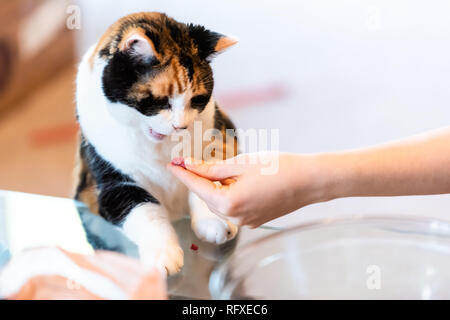 Calico cat standing up leaning on table with paws open mouth raw meat treat from hand and eyes food in living room doing trick Stock Photo