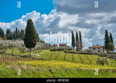 Vineyards outside of San Gimignano city center in spring time, Italy Stock Photo