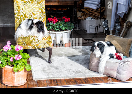 Japanese Chin small dog breed pedigree canines resting sitting indoors on chairs cute adorable interior in home Stock Photo