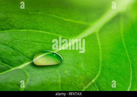 Macro of a large drop of transparent rain water on a green leaf Stock Photo