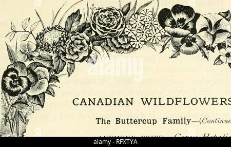 . The Canadian horticulturist [monthly], 1893. Gardening; Canadian periodicals. . Please note that these images are extracted from scanned page images that may have been digitally enhanced for readability - coloration and appearance of these illustrations may not perfectly resemble the original work.. St. Catharines, E. S. Leavenworth Stock Photo