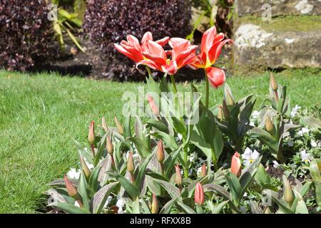 A stunning red and yellow tulip, with white rimmed petals. Three flowers are open, with wide splayed petals. Many other buds are growing Stock Photo