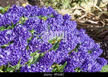 A bed of deep blue hyacinth flowers in a garden on a sunny spring day. Many clusters of lovely flowers with green leaves. Stock Photo