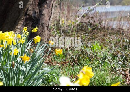 A patch of yellow daffodils on green stems in the springtime, growing on a bank beneath a tree and near a lake Stock Photo