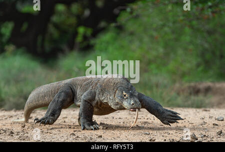 Walk of Komodo dragon. Scientific name: Varanus komodoensis. Biggest in the world living lizard in natural habitat. Island Rinca. Stock Photo