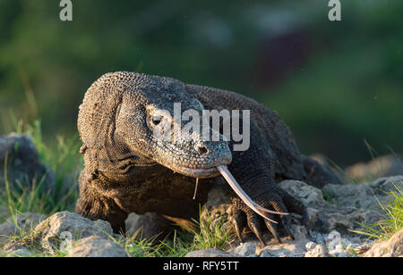 Komodo dragon sniffs the air with his forked tongue.. Scientific name: Varanus komodoensis. Biggest in the world living lizard in natural habitat. Isl Stock Photo