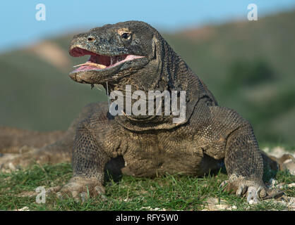 The Komodo dragon raised the head and opened a mouth. Biggest living lizard in the world. Scientific name: Varanus komodoensis. Natural habitat, Islan Stock Photo