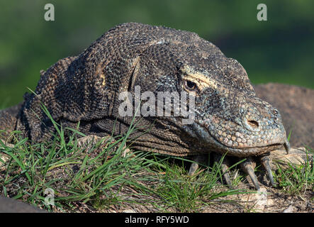 Komodo dragon ( Varanus komodoensis ). Natural habitat.  Rinca Island. Indonesia. Stock Photo