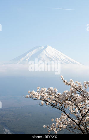 Fuji mountain  in japan as background with sakura blossom as foreground Stock Photo
