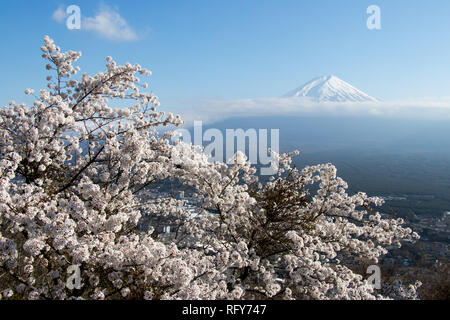 Fuji mountain  in japan as background with sakura blossom as foreground Stock Photo