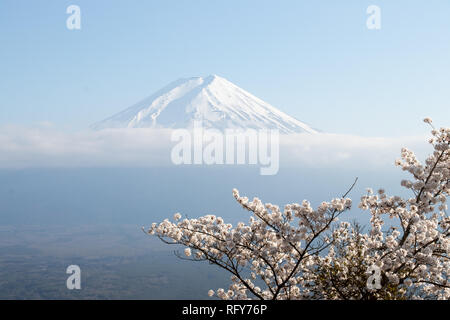 Fuji mountain  in japan as background with sakura blossom as foreground Stock Photo