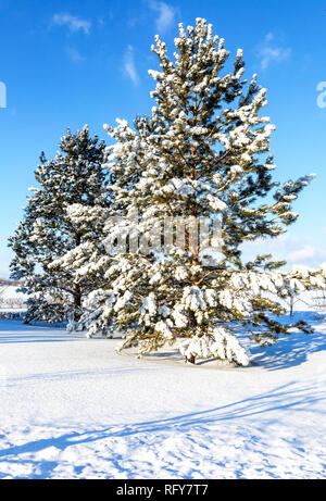 Beautiful pine-trees covered with snow in winter sunny day Stock Photo