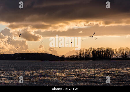 Birds flying over Trasimeno lake with warm sunset colors Stock Photo
