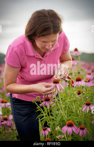 Real farmer woman in coneflower field Stock Photo