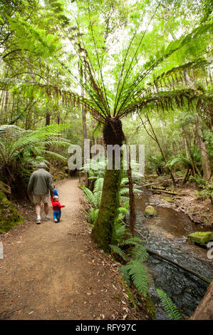 Russell Falls, Tasmania, Australia Stock Photo