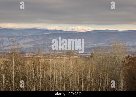 Foreground birch tree forest and distant sunlit, snow capped mountains below the clouds Stock Photo