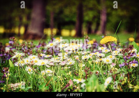 Ox-eye daisies and yellow dandelions in the spring meadow. Seasonal natural scene. Beauty photo filter.