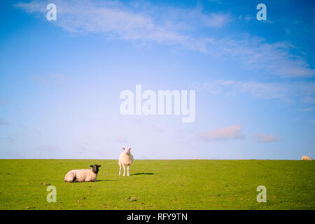 Two sheep, one with black face and legs sitting, the other with a white face and legs standing, on grassy hillock on bright sunny day Lots of blue sky Stock Photo