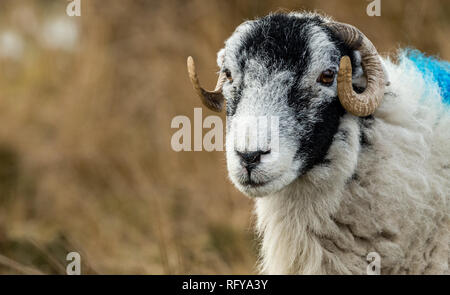 Swaledale sheep in Winter.  A Swaledale ewe (female sheep) facing left.  Close up of face and horns with blurred background. Horizontal. Landscape Stock Photo